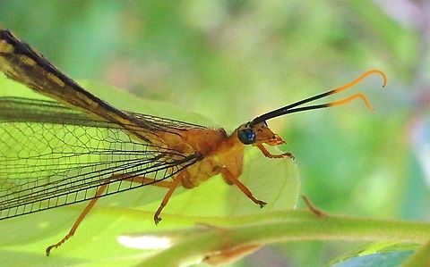Blue eyes lacewing .  Blue eyes lacewing,Eamw lacewings,Nymphes myrmeleonides