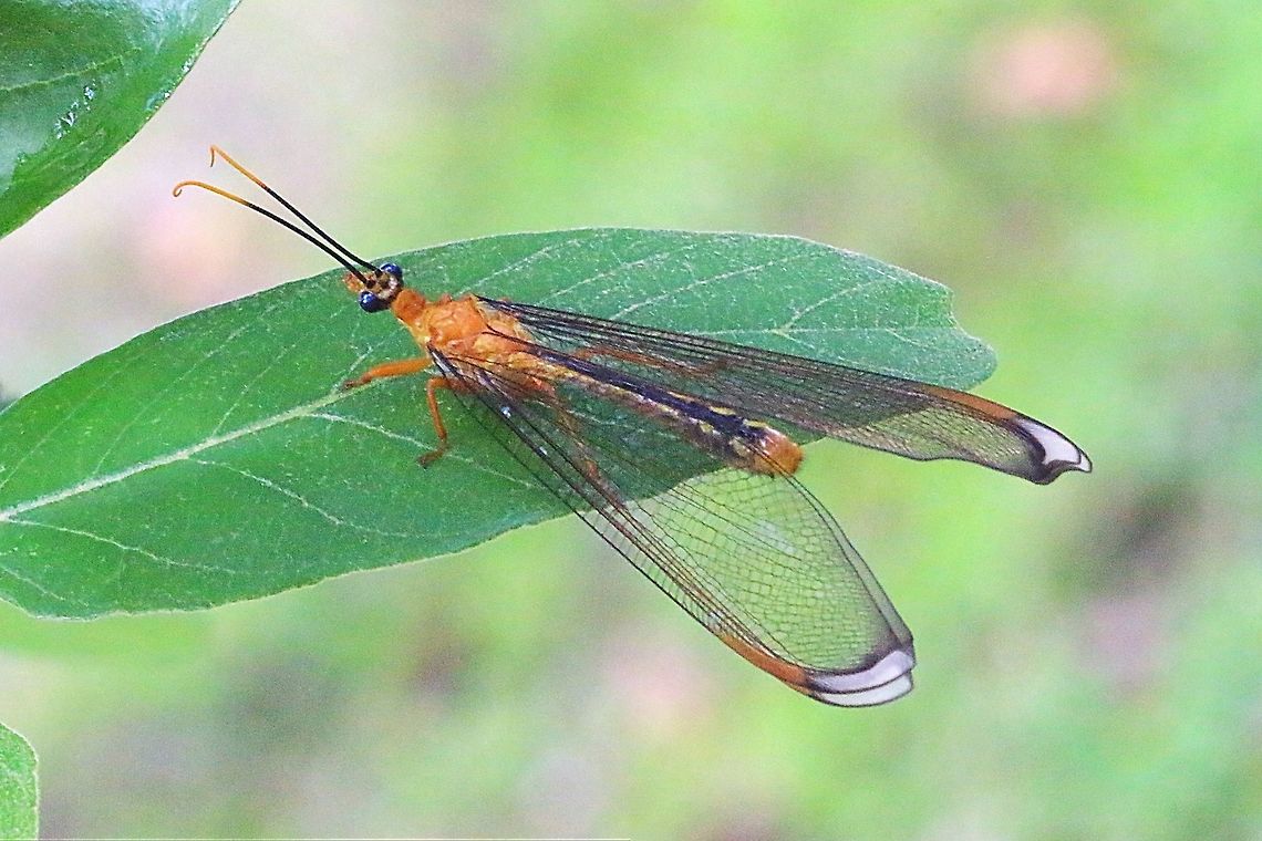 Blue eyes lacewing , a rather large and beautiful species.  Blue eyes lacewing,Eamw lacewings,Neuroptera,Nymphes myrmeleonides,Nymphidae