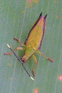 Two - tailed Leaf Beetle QLD. I had no idea what it was and got help from the Bowerbird website with the identification. You live and learn. Aproida balyi,Australia,Chrysomelidae,Eamw beetles,Geotagged,Karana Downs Qld,QLD,Two Tailed Beetle,Two-tailed Leaf Beetle