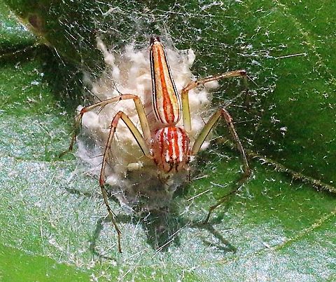 Lynx spider guarding her egg sack on a leaf.  Eamw spiders,Oxyopes macilentus