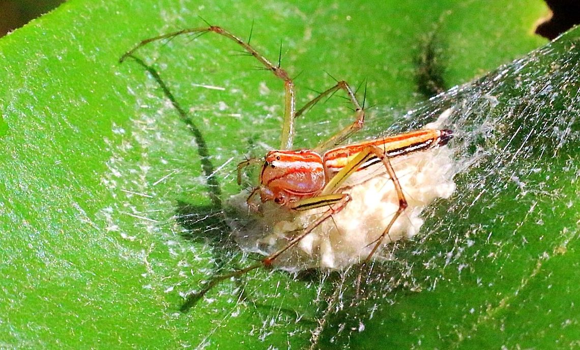 Lynx spider guarding her egg sack on a leaf.  Eamw spiders,Oxyopes macilentus
