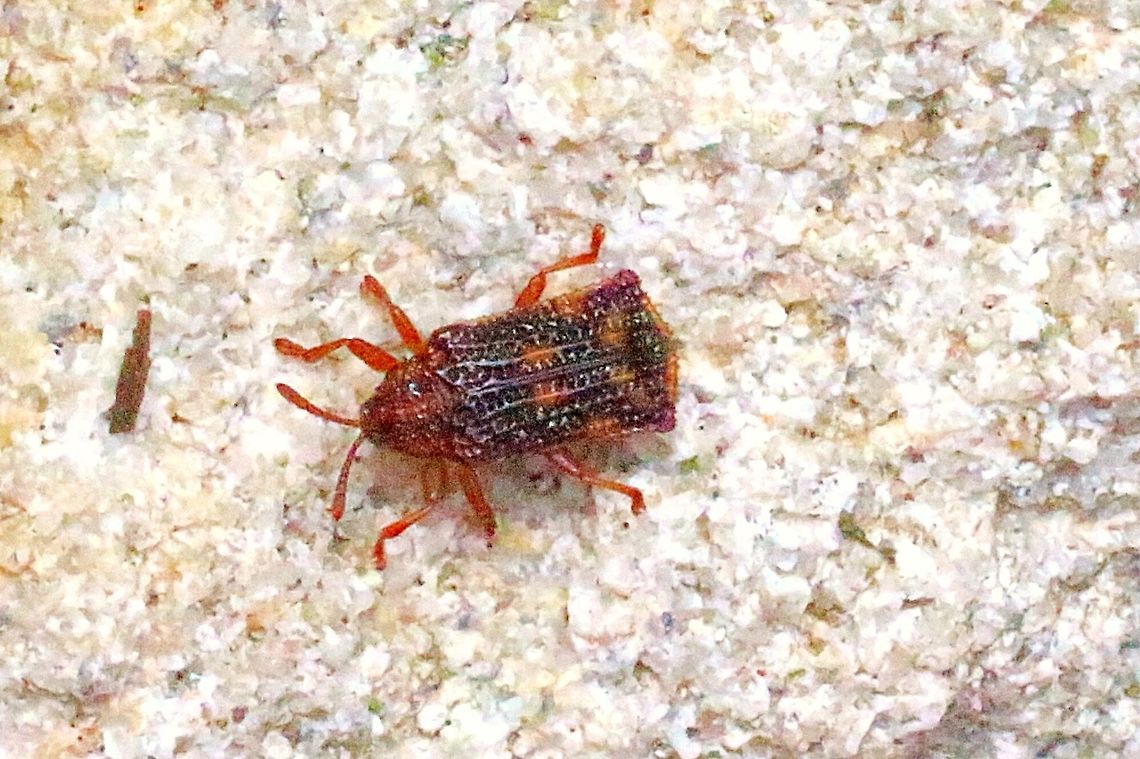 Lantana leafminer.  QLD. Very small beetle , found many on lantana plants. Lantana leafminer,Leafminer,Uroplata girardi