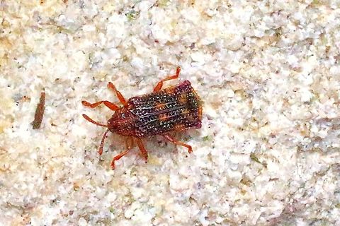 Lantana leafminer.  QLD. Very small beetle , found many on lantana plants. Lantana leafminer,Leafminer,Uroplata girardi