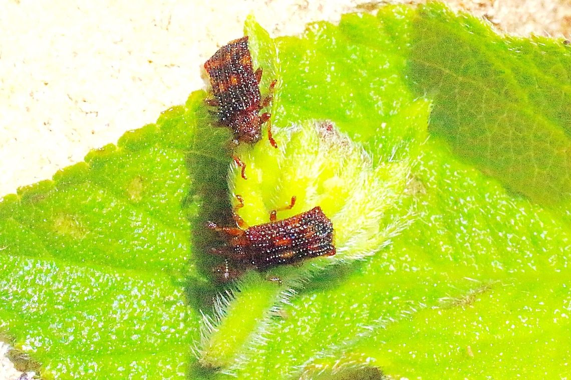 Lantana leafminer. QLD.  Eamw beetles,Lantana leafminer,Leafminer,Uroplata girardi