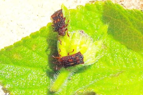 Lantana leafminer. QLD.  Eamw beetles,Lantana leafminer,Leafminer,Uroplata girardi