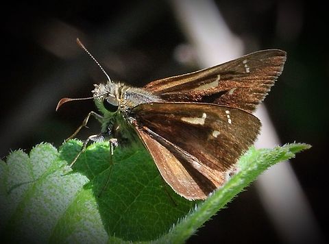 Large dingy skipper QLD  Eamw butterflies,Toxidia peron,eamw skippers