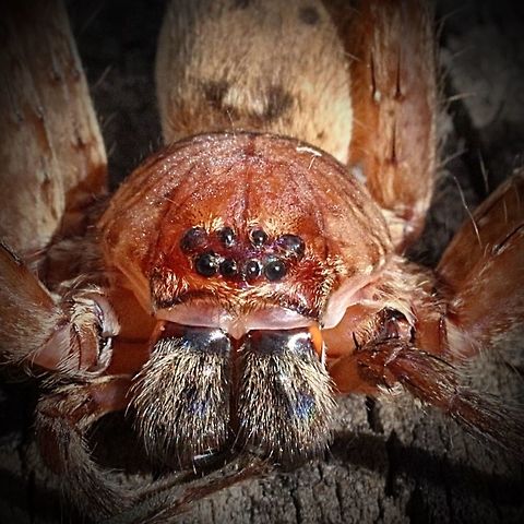 Brown huntsman spider QLD  Eamw spiders,Eamw spiders huntsman,Heteropoda cervina
