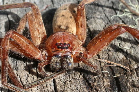 Brown huntsman spider QLD  Eamw spiders,Eamw spiders huntsman,Heteropoda cervina
