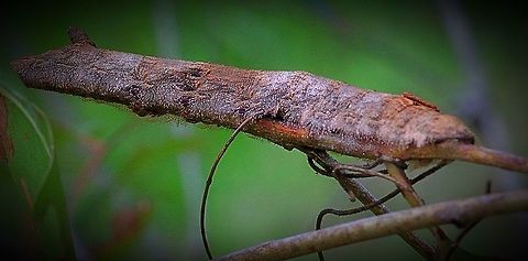 Caterpillar of Unidentified Snout moth species using very elective camouflage .  Caterpillar,Eamw caterpillars,Eamw moth,unidentified
