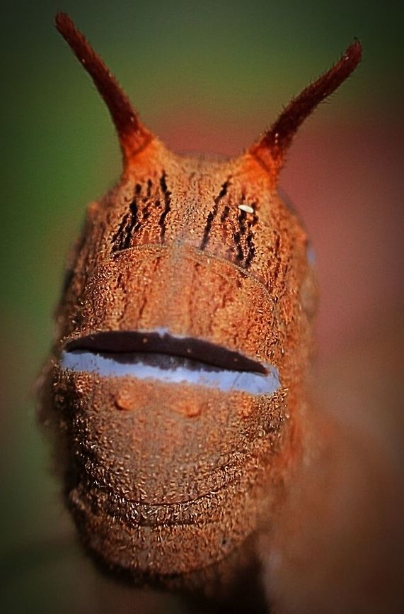 Closeup of head of Snout moth caterpilar in the genus: Entometa Warning colours on the head of this caterpilar will disappear when danger is no more persived. Australia,Eamw caterpillars,Eamw moth,Entometa ew,Entometa guttularis,Geotagged,Snout mouth moth species,caterpillar,close up,warning coloration
