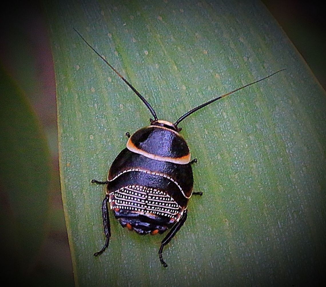 Large instar of Austral Ellipsidion cockroach , also sometimes called the Beautiful Cockroach  Austral Ellipsidion Cockroach,Eamw cockroaches,Ellipsidion australe
