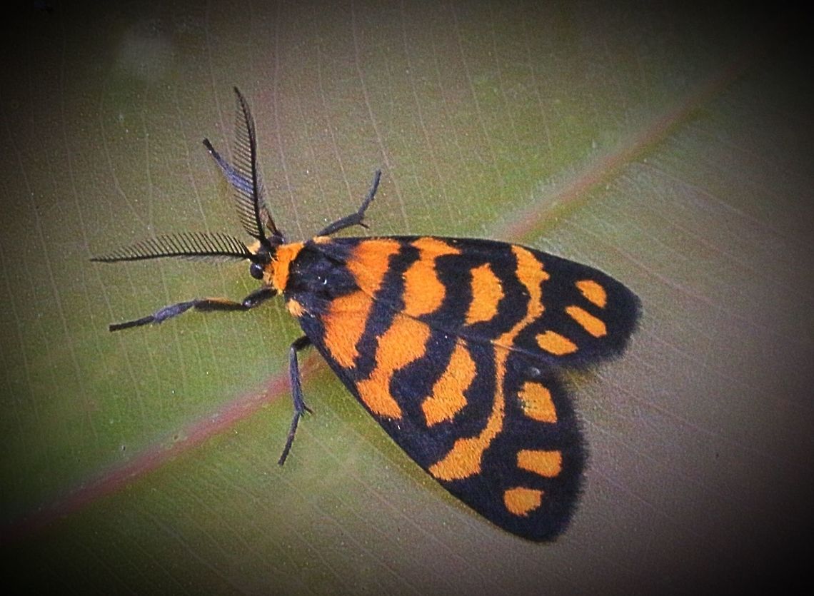 Lydia lichen moth. QLD  Astra ew,Asura lydia,Australia,Eamw moth,Geotagged,Karana Downs Qld