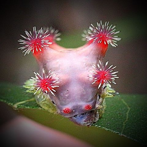 Close up of head of Mottled cup moth  Australia,Doratifera ew,Doratifera vulnerans,Eamw caterpillars,Eamw moth,Geotagged,Karana Downs Qld,Mottled Cup Moth