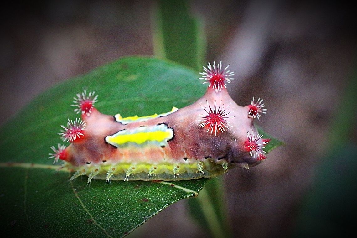 Mottled cup moth caterpilar QLD  Australia,Doratifera vulnerans,Doriatifera,Eamw caterpillars,Eamw moth,Geotagged,Karana Downs Qld,Mottled Cup Moth