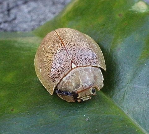 Paropsis lutea QLD  Eamw beetles,Paropsis intermedia,Paropsis lutea,paropsis
