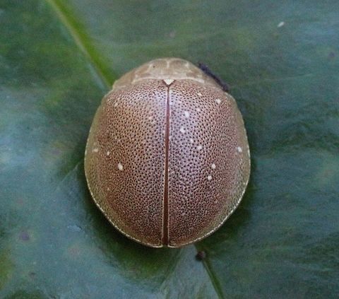 Paropsis lutea QLD  Eamw beetles,Paropsis lutea,paropsis