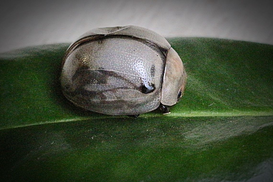 White Acacia Leaf Beetle - Dicranosterna circe Looks like a Paropsis species but I don't really know.<br />
Different angle here:<br />
<a href="https://www.jungledragon.com/image/55139/unidentified_leaf_beetle.html" rel="nofollow">https://www.jungledragon.com/image/55139/unidentified_leaf_beetle.html</a> Dicranosterna circe,Eamw beetles,Leaf beetle,QLD,White Acacia Leaf Beetle