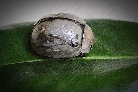 White Acacia Leaf Beetle - Dicranosterna circe Looks like a Paropsis species but I don't really know.
Different angle here:
https://www.jungledragon.com/image/55139/unidentified_leaf_beetle.html Dicranosterna circe,Eamw beetles,Leaf beetle,QLD,White Acacia Leaf Beetle