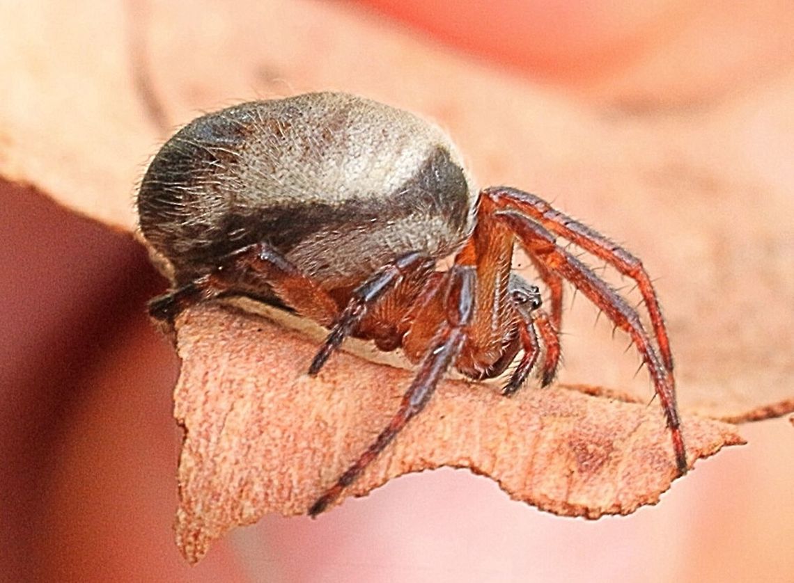 Leaf curling spider QLD.  Araneus dimidiatus,Australia,Eamw spiders,Geotagged,Leaf curling araneid,Leaf curling spider