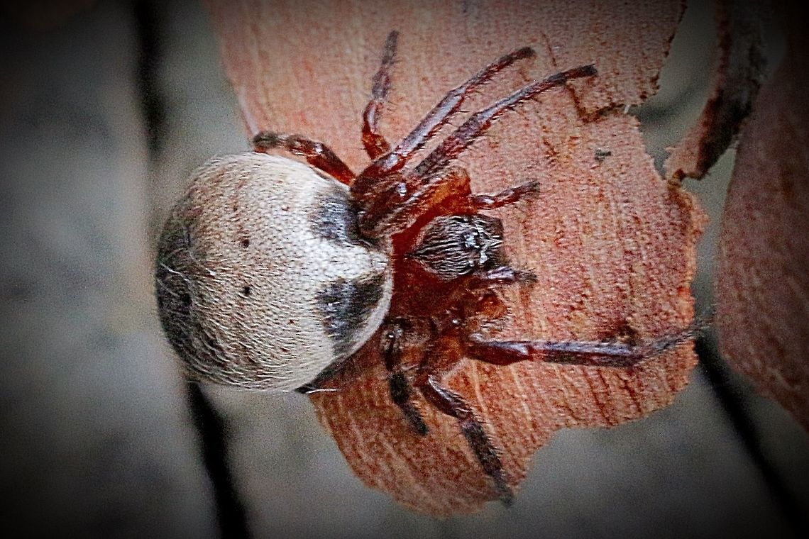Female Leaf curling spider QLD  Araneus dimidiatus,Australia,Eamw spiders,Geotagged,Leaf curling araneid,Leaf curling spider