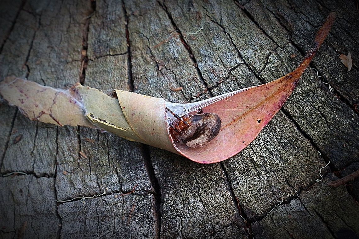 Leaf curling spider in her retreat This is the female . Normally only the front feet are visible but as I wanted a photo I removed her first , then let her go back into her curled leaf Araneus dimidiatus,Australia,Eamw spiders,Geotagged,Leaf curling araneid,Leaf curling spider