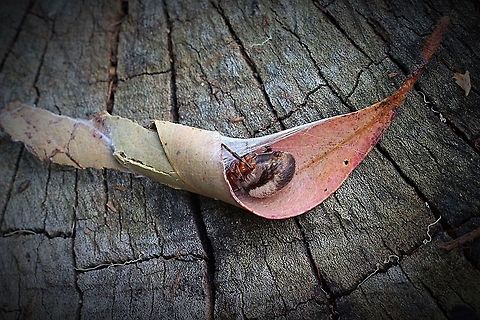 Leaf curling spider in her retreat This is the female . Normally only the front feet are visible but as I wanted a photo I removed her first , then let her go back into her curled leaf Araneus dimidiatus,Australia,Eamw spiders,Geotagged,Leaf curling araneid,Leaf curling spider