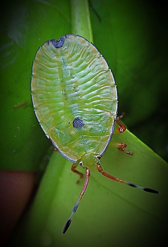 5th instar ot the bronze orange bug.  Australia,Eamw stink bugs,Geotagged,Musgraveia sulciventris,bronze orange bug