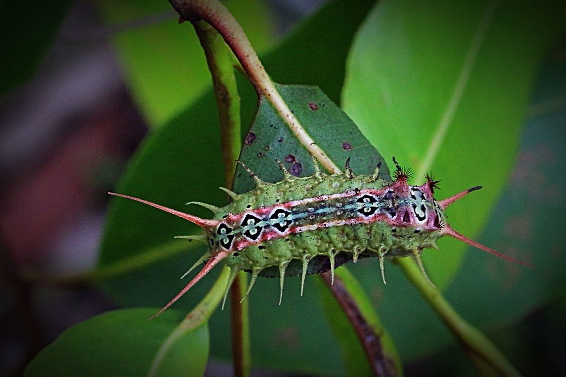 Four -Spotted Cup Moth QLD. Found on a narrow leaved species of eucalyptus . Australia,Doratifera ew,Doratifera quadriguttata,Eamw caterpillars,Eamw moth,Four-Spotted Cup Moth,Geotagged,Karana Downs Qld