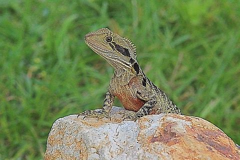 Eastern Water Dragon juv. from the Brisbane area of QLD. There are two sub species - Intellagama lesueurii lesueurii and Intellagama lesueurii howitti Australia,Australian water dragon,Eamw dragon lizards,Eastern water dragon,Geotagged,Intellagama lesueurii,lesueurii