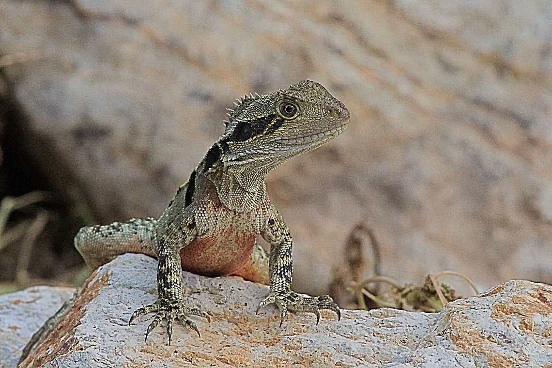 Eastern Water Dragon juv. From Brisbane area QLD  Australia,Australian water dragon,Eamw dragon lizards,Geotagged,Intellagama lesueurii,Intellagama lesueurii lesueurii