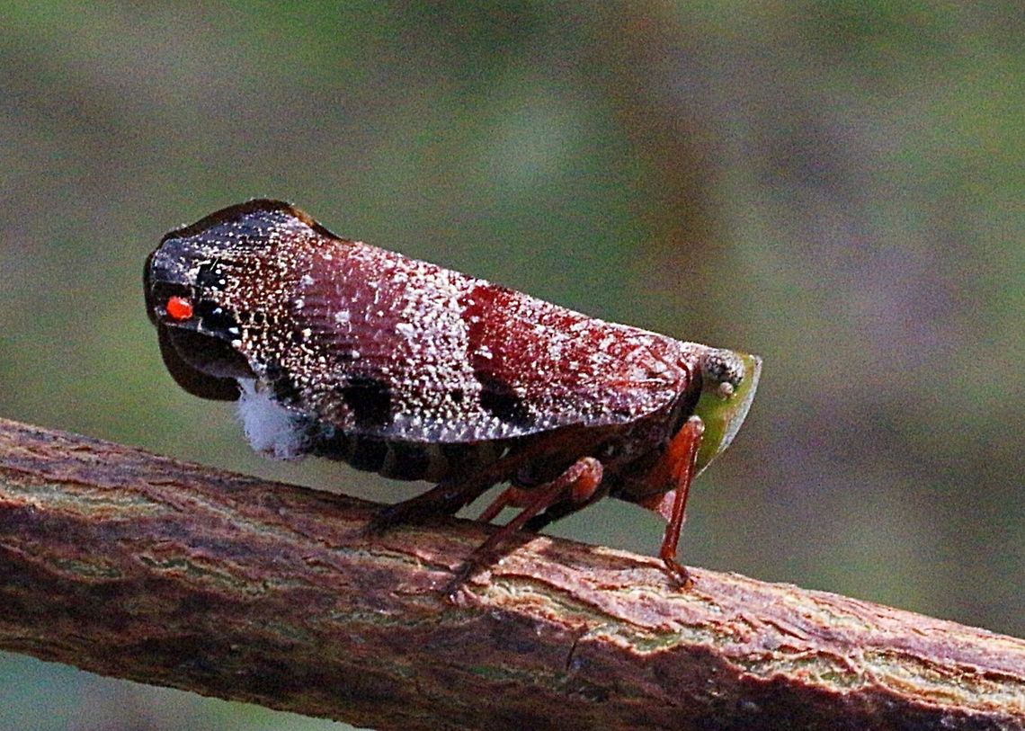 Green-faced gum hopper.( female?)  Australia,Eamw planthoppers,Geotagged,Platybrachys decemmacula