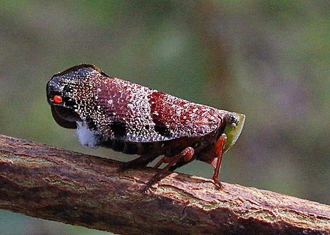 Green-faced gum hopper.( female?)  Australia,Eamw planthoppers,Geotagged,Platybrachys decemmacula