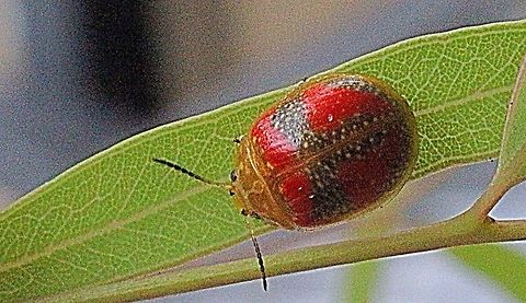 Leaf beetle from Karana Downs QLD  Australia,Eamw beetles,Geotagged