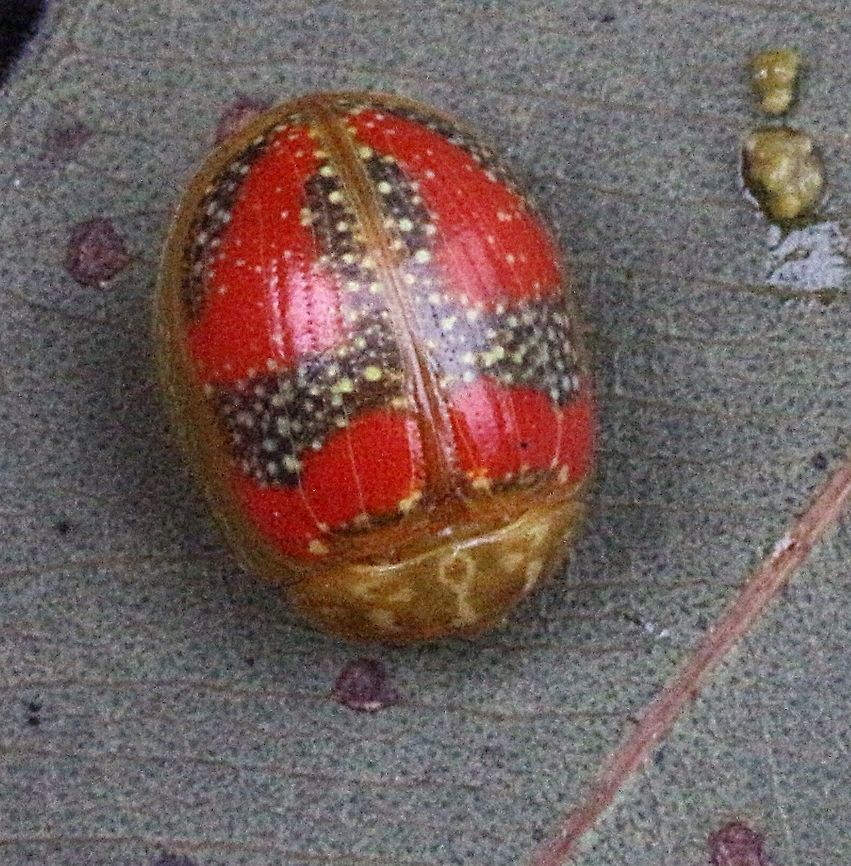 Leaf beetle ( I am only guessing - genus Parobsisterna?) Found on a narrow leafed species of eucalyptus  Australia,Eamw beetles,Geotagged,Leaf beetle