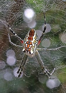 Adult female tent spider  Australia,Cyrtophora moluccensis,Dome Tent Spider,Eamw spiders,Geotagged