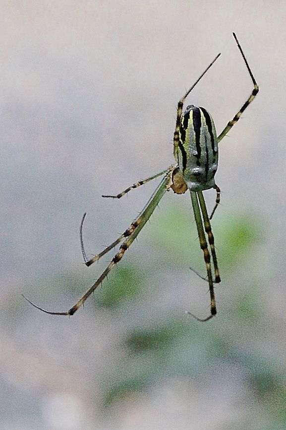 Juvenile female of the tent spider  Australia,Cyrtophora moluccensis,Dome Tent Spider,Eamw spiders,Geotagged