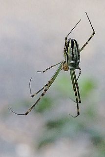 Juvenile female of the tent spider  Australia,Cyrtophora moluccensis,Dome Tent Spider,Eamw spiders,Geotagged