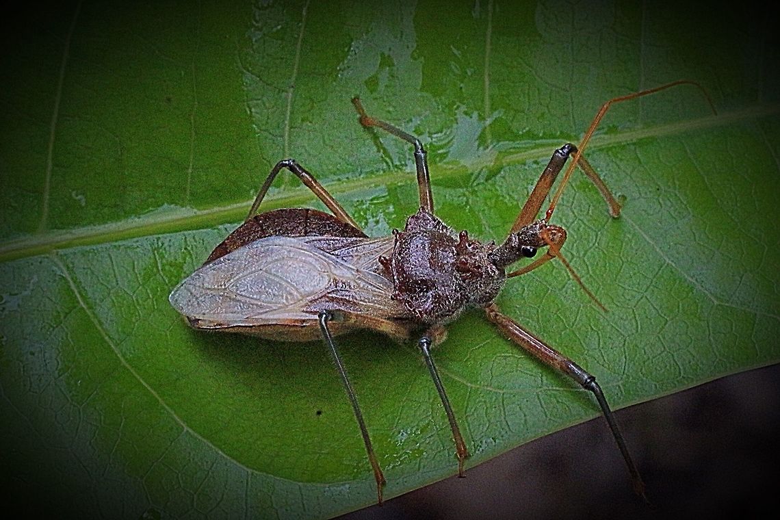 Australian Assassin Bug. Karana Downs QLD AUSTRALIA  Australia,Australian Assassin Bug,Cog Wheel Assassin Bug,Eamw assassin bugs,Geotagged,Pristhesancus plagipennis