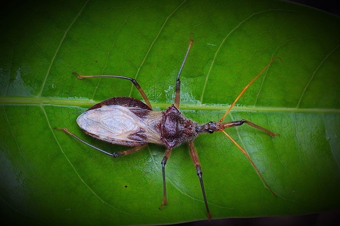 Australian Assassin Bug  Karana Downs QLD Australia.  Australia,Australian Assassin Bug,Cog Wheel Assassin Bug,Eamw assassin bugs,Geotagged,Pristhesancus plagipennis