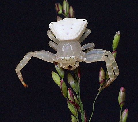 Flower spider Karana Downs QLD Australia  Australia,Eamw spiders,Geotagged,Thomisus spectabilis