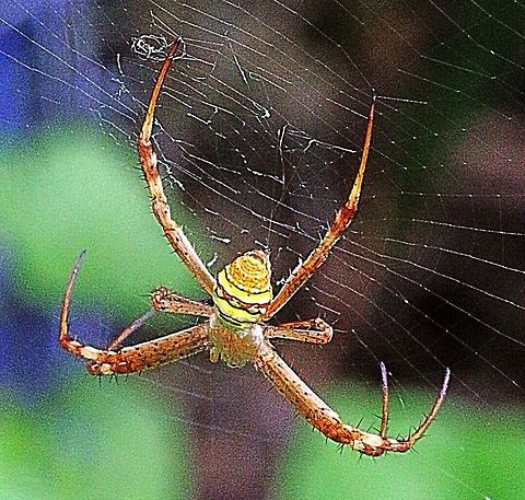 St.Andrews Cross Spider female. What a difference in the sexes. Argiope keyserlingi,Australia,Eamw spiders,Eamw spiders Orbweavers,Geotagged