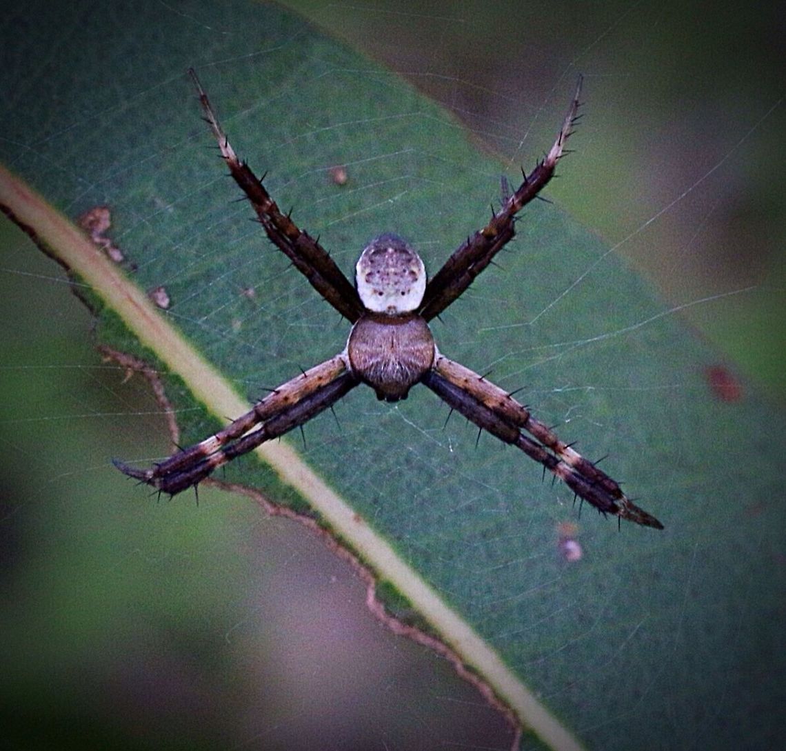 Male St.Andrews Cross Spider  Karana Downs QLD Australia The male of this species is such a let down compared to the colourful female . Argiope keyserlingi,Australia,Eamw spiders,Eamw spiders Orbweavers,Geotagged