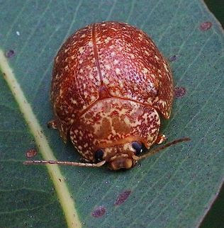 Paropsis variolosa  Karana Downs QLD Some how appeared large. Found on eucalyptus  Australia,Eamw beetles,Geotagged,Paropsis variolosa