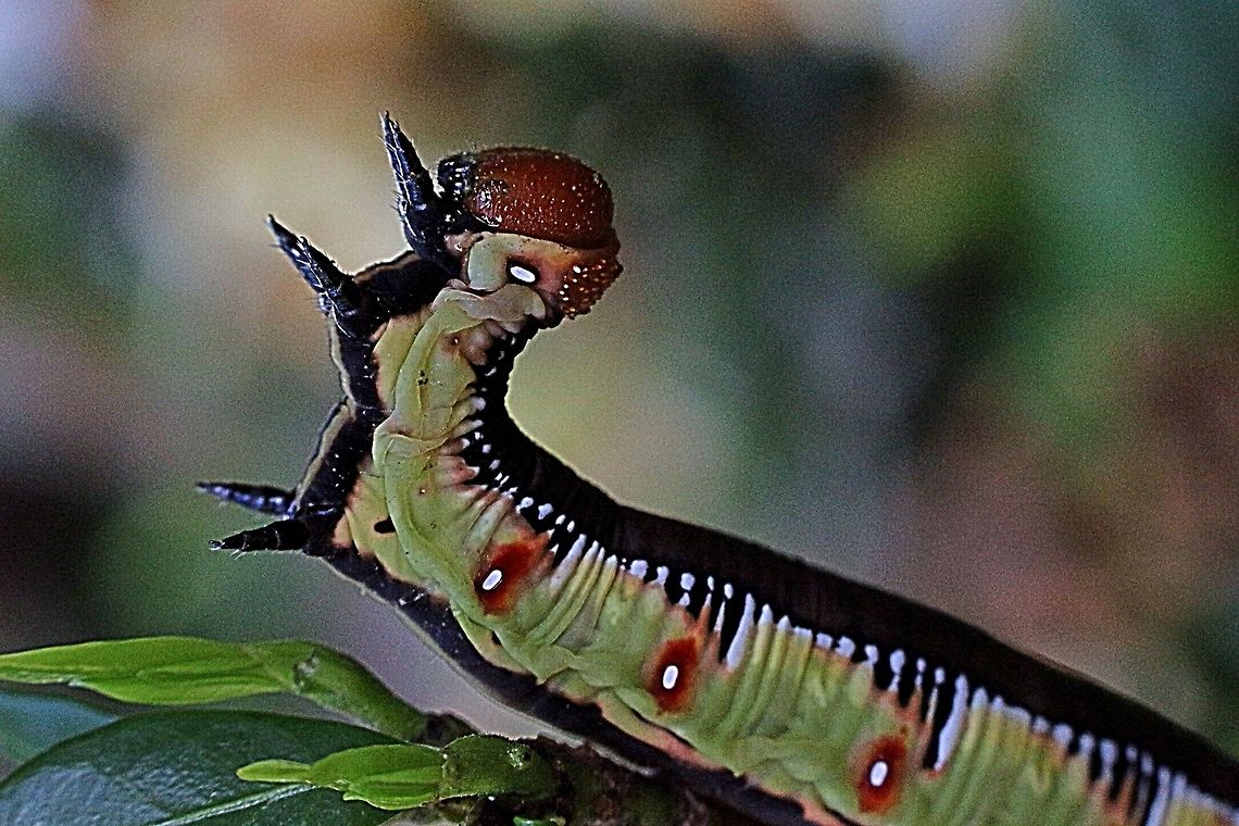 Gardenia bee hawk moth close up  Australia,Cephonodes ew,Cephonodes kingii,Eamw ca,Eamw moth,Geotagged