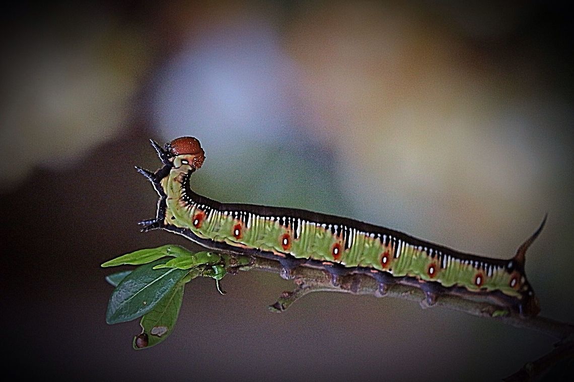 Gardenia  bee hawk moth caterpilar . Feeding on gardenia plants Australia,Cephonodes ew,Cephonodes kingii,Eamw caterpillars,Eamw moth,Geotagged