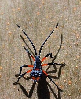 Nymph of Clown Bug species. A species of tip winter bugs. Amorbus robustus,Australia,Common gum-tree bug,Geotagged