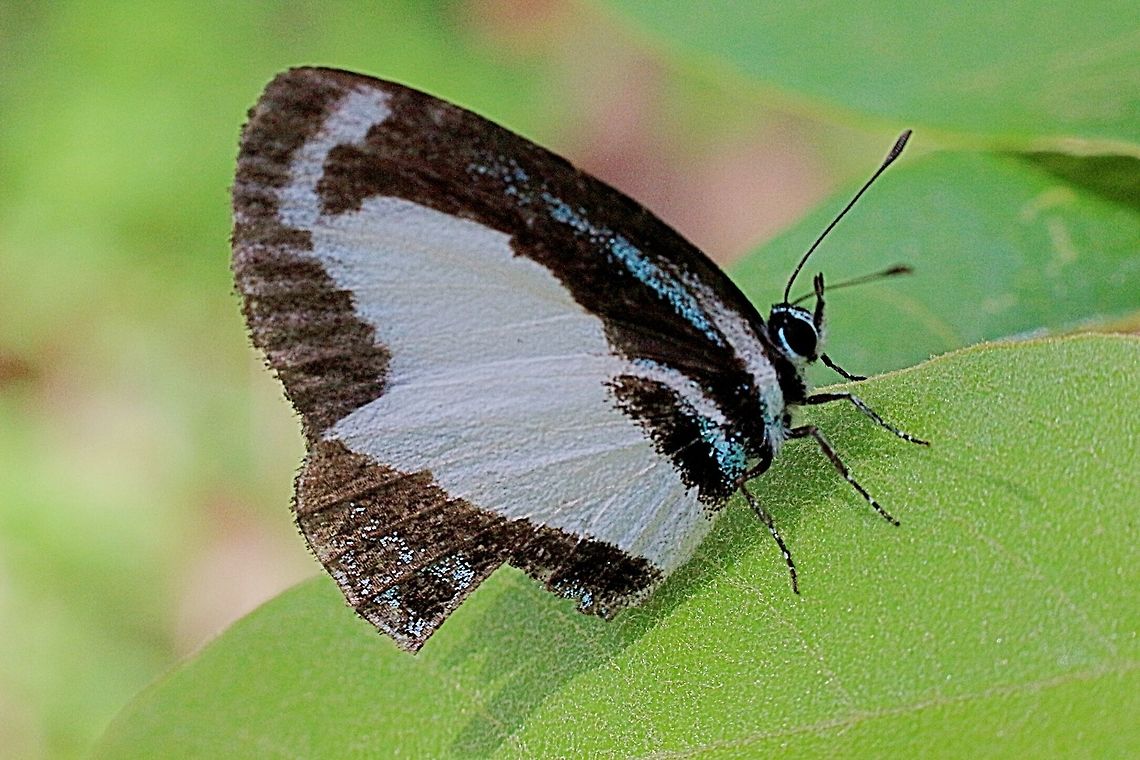 Small Green Banded Blue. ( female) Observed and captured on possibly its host plant .(not identified) Australia,Eamw butterflies,Geotagged,Psychonotis caelius,Small Green Banded Blue
