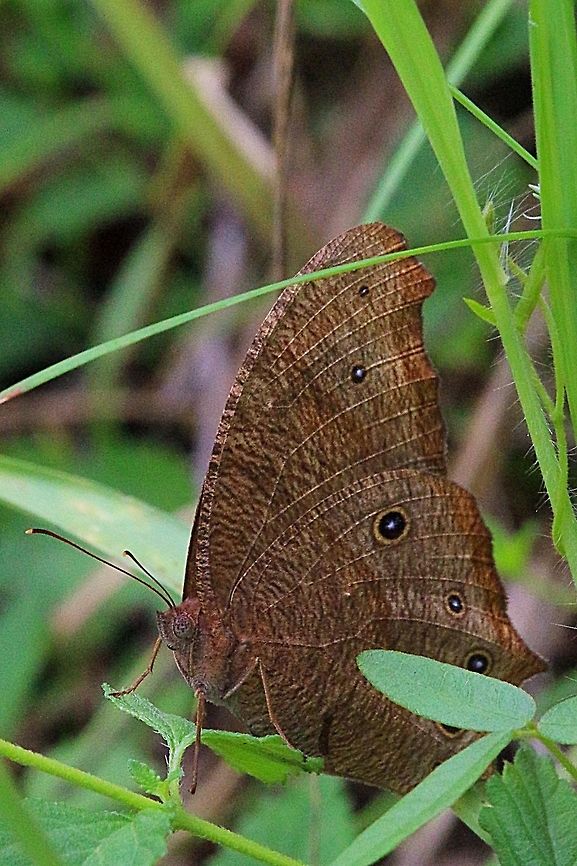 Common evening brown hiding in grass during the day.  Australia,Common evening brown,Eamw butterflies,Geotagged,Melanitis leda