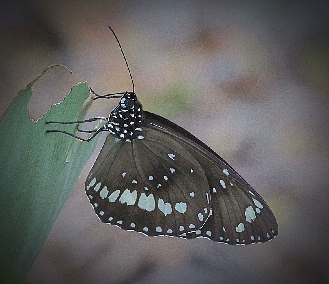Common Crow  Australia,Common Crow,Eamw butterflies,Euploea core,Geotagged
