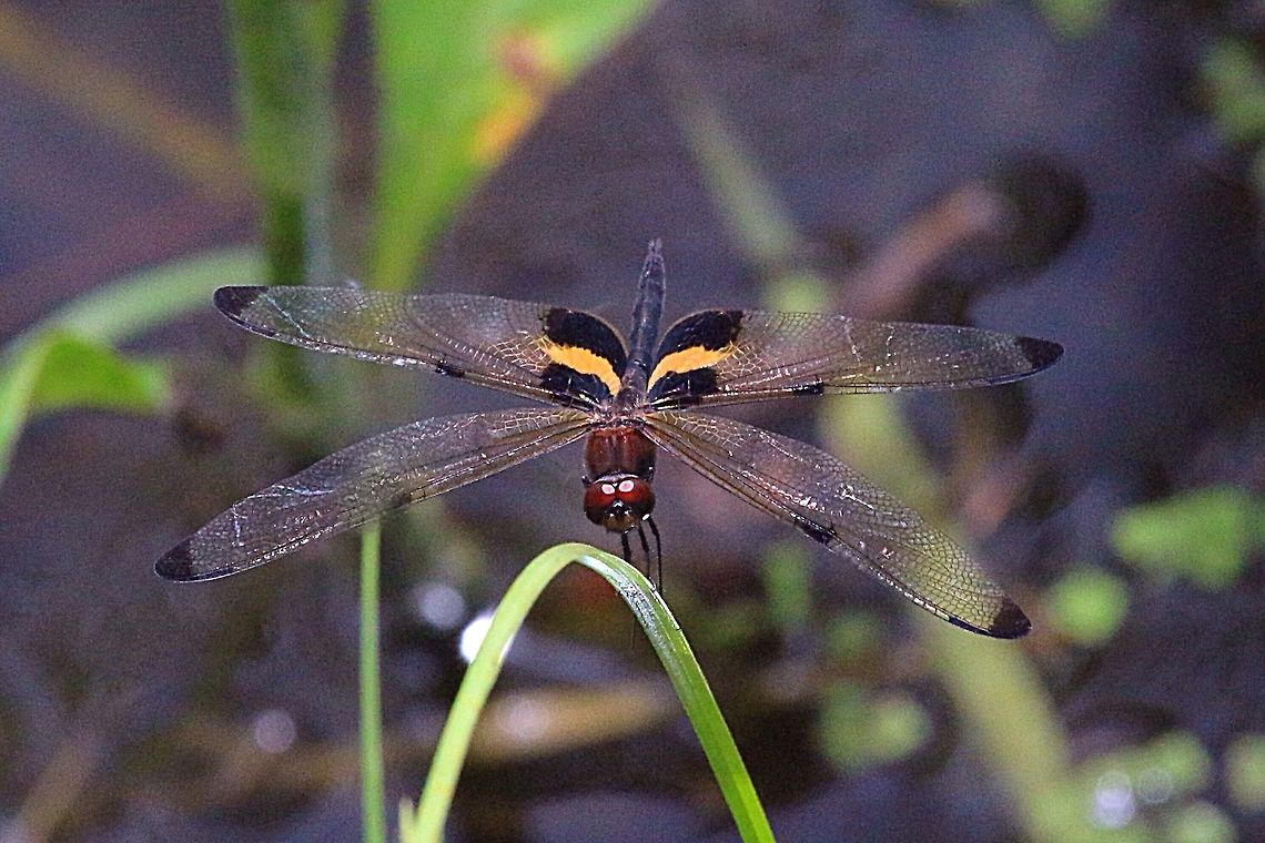 Yellow-striped Flutterer  Australia,Dec 2017,Eamw dragonflies,Geotagged,Karana Downs Qld,Rhyothemis phyllis,Yellow-striped Flutterer